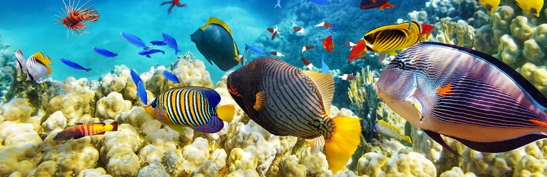 Corals and tropical fish underwater. 